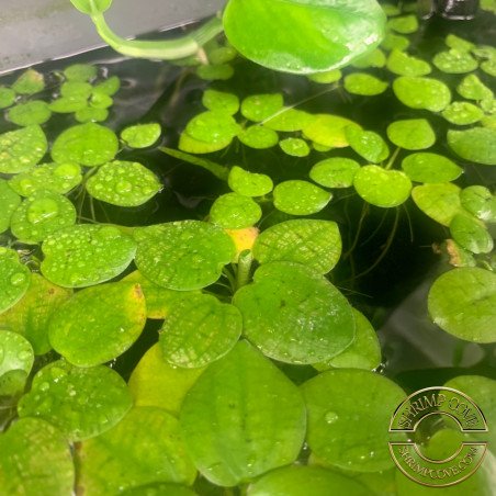 Shrimp Cove Frogbit offering a unique addition to your aquarium. Order now next day delivery