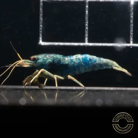 Blue SUPER Steel Caridina Shrimp UK! freshwater Aquarium shrimp. Buy Now at Shrimp Cove here in the UK