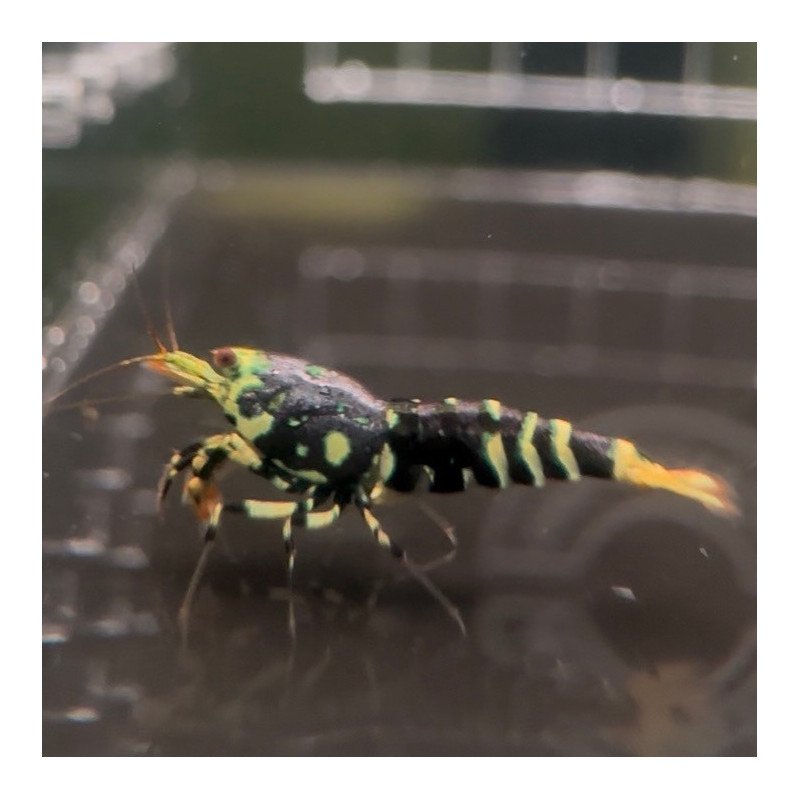 Metallic Purple Nanashi Trio Caridina shrimp Auction at Shrimp Cove UK