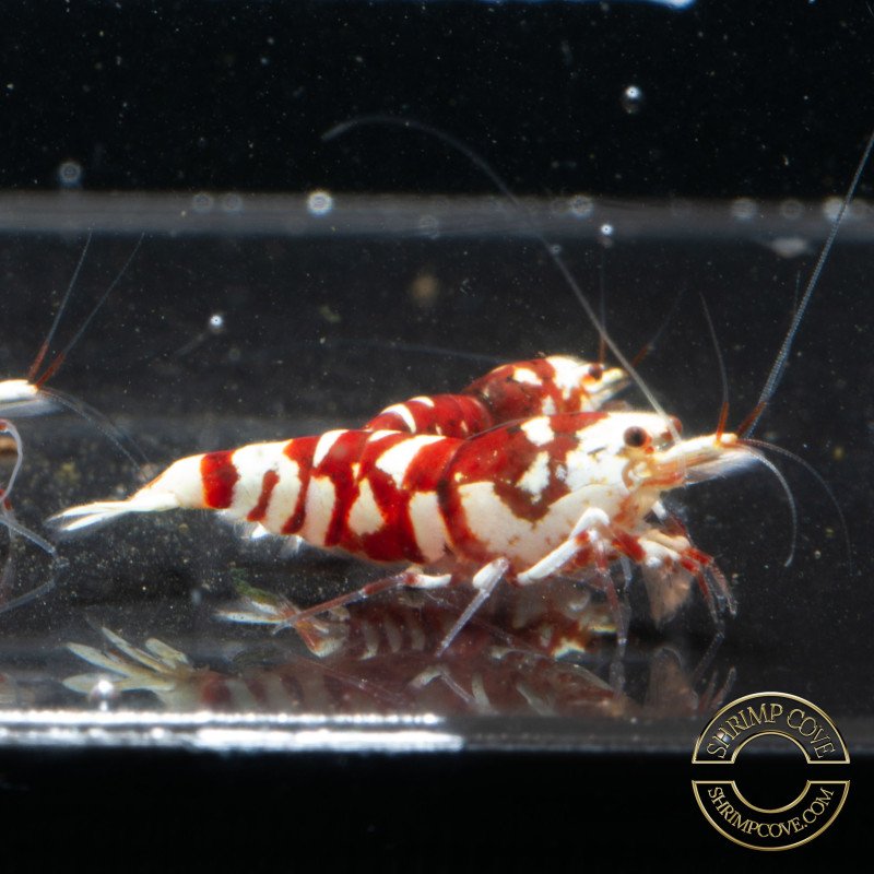 Red Fancy Caridina Shrimp x 3 AUCTION Shrimp Cove UK