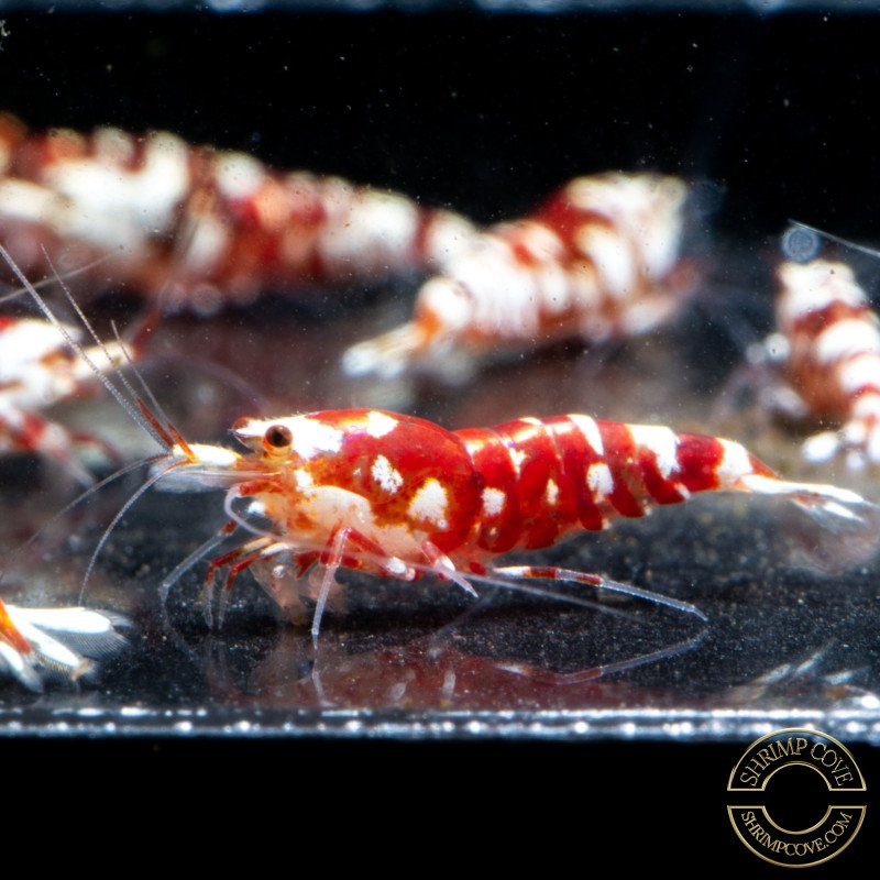 Red Fancy Caridina Shrimp x 3 AUCTION Shrimp Cove UK