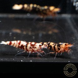 Red Galaxy Tiger (metallic wasp genetics) Caridina Shrimp AUCTION