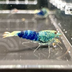 Blue Ocean Caridina shrimp Auction at Shrimp Cove UK