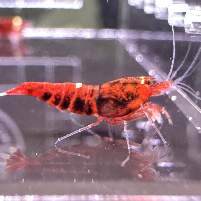 Red Extreme Caridina shrimp Auction at Shrimp Cove UK