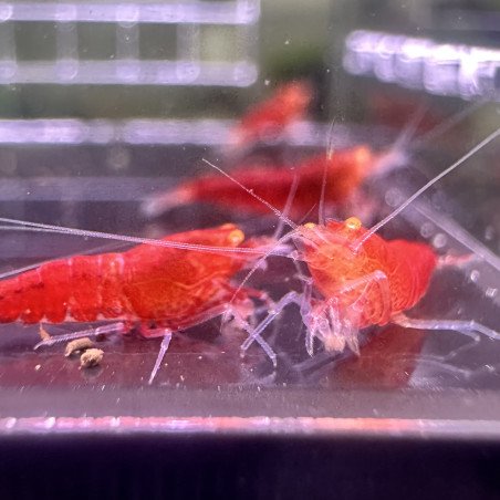 Orange Eye Comet Caridina shrimp at Shrimp Cove UK