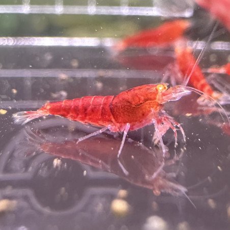 Orange Eye Comet Caridina shrimp at Shrimp Cove UK