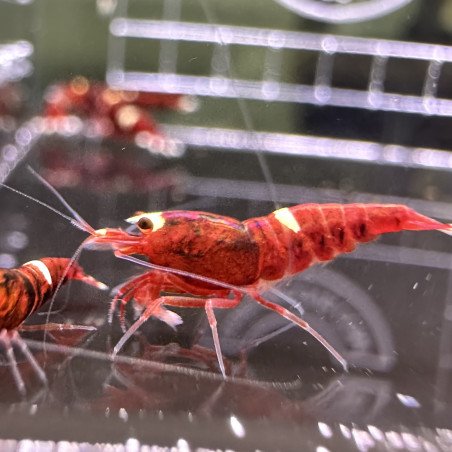 Red Extreme Caridina shrimp Auction at Shrimp Cove UK