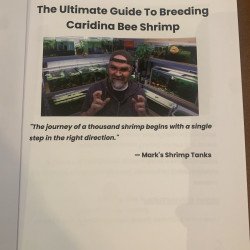 The ultimate breeding guide for Caridina shrimp by Marks Shrimp Tank Buy Now at Shrimp Cove UK