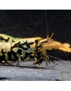 Golden Boa Caridina Shrimp Aquarium Beauty | Shrimp Cove | BEST IN UK