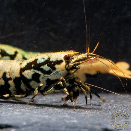 Golden Boa Caridina Shrimp Aquarium Beauty | Shrimp Cove | BEST IN UK