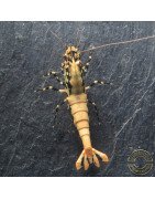 Golden Boa Caridina Shrimp Aquarium Beauty | Shrimp Cove | BEST IN UK