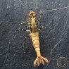 Golden Boa Caridina Shrimp Aquarium Beauty | Shrimp Cove | BEST IN UK