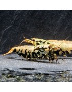 Golden Boa Caridina Shrimp Aquarium Beauty | Shrimp Cove | BEST IN UK
