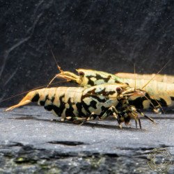 Golden Boa Caridina Shrimp Aquarium Beauty | Shrimp Cove | BEST IN UK
