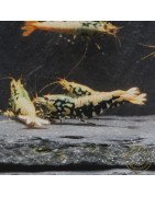 Golden Boa Caridina Shrimp Aquarium Beauty | Shrimp Cove | BEST IN UK
