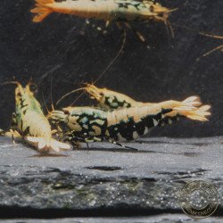 Golden Boa Caridina Shrimp Aquarium Beauty | Shrimp Cove | BEST IN UK