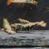 Golden Boa Caridina Shrimp Aquarium Beauty | Shrimp Cove | BEST IN UK