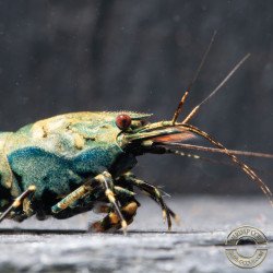 Blue Boa Caridina Shrimp Elegant & intricate Aquarium Beauty, Shrimp Cove you first place to go for premium shrimp