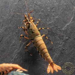 Blue Orange Green Boa Caridina Shrimp Elegant & intricate Aquarium Beauty, Shrimp Cove you first place to go for premium shrimp
