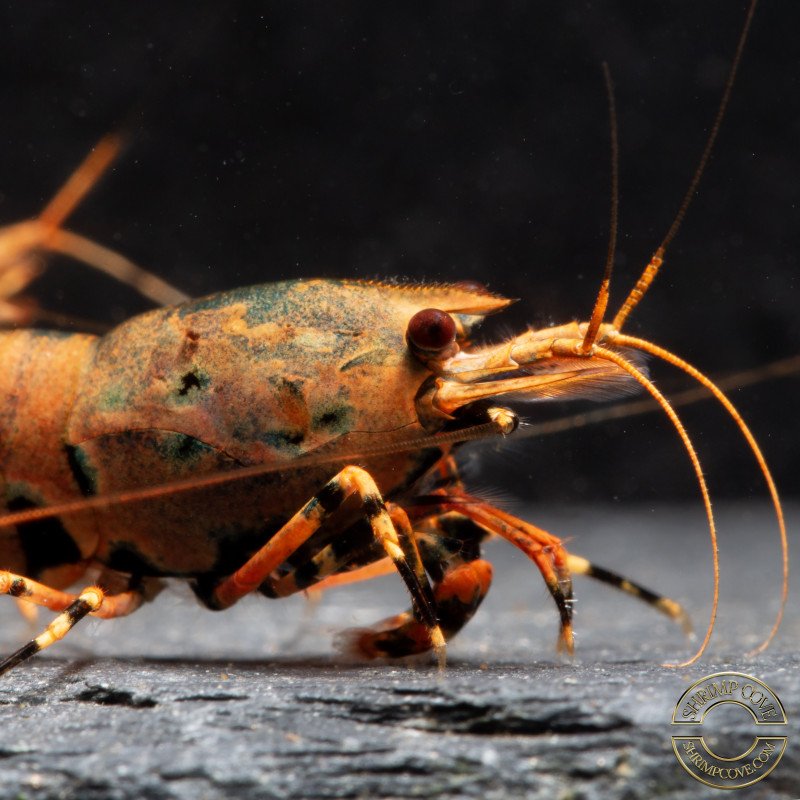 Blue Orange Green Boa Caridina Shrimp Elegant & intricate Aquarium Beauty, Shrimp Cove you first place to go for premium shrimp