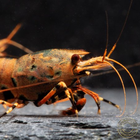 Blue Orange Green Boa Caridina Shrimp Elegant & intricate Aquarium Beauty, Shrimp Cove you first place to go for premium shrimp