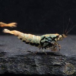 Blue Boa Caridina Shrimp Elegant Aquarium Beauty | Shrimp Cove