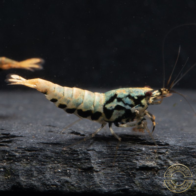 Blue Boa Caridina Shrimp Elegant Aquarium Beauty | Shrimp Cove