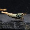 Blue Boa Caridina Shrimp Elegant Aquarium Beauty | Shrimp Cove