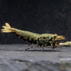 Blue Boa Caridina Shrimp Elegant Aquarium Beauty | Shrimp Cove