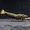 Blue Boa Caridina Shrimp Elegant Aquarium Beauty | Shrimp Cove
