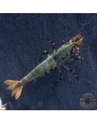 Blue Boa Caridina Shrimp Elegant Aquarium Beauty | Shrimp Cove