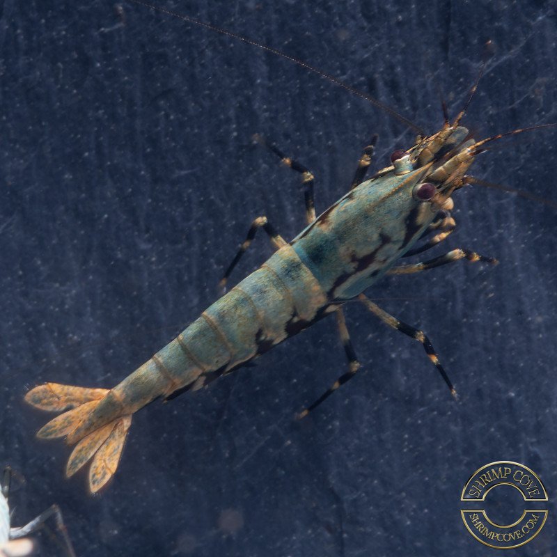Blue Boa Caridina Shrimp Elegant Aquarium Beauty | Shrimp Cove