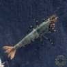 Blue Boa Caridina Shrimp Elegant Aquarium Beauty | Shrimp Cove