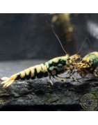 Blue Boa Caridina Shrimp Elegant Aquarium Beauty | Shrimp Cove