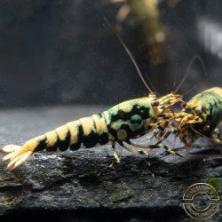 Blue Boa Caridina Shrimp Elegant Aquarium Beauty | Shrimp Cove