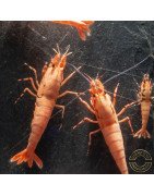 Pink Base Red Boa Caridina Shrimp Elegant & intricate Aquarium Beauty, Shrimp Cove you first place to go for premium shrimp