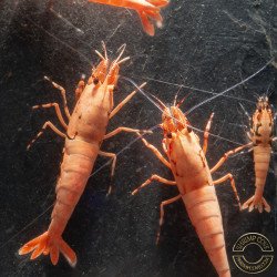 Pink Base Red Boa Caridina Shrimp Elegant & intricate Aquarium Beauty, Shrimp Cove you first place to go for premium shrimp