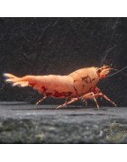 Pink Base Red Boa Caridina Shrimp Elegant & intricate Aquarium Beauty, Shrimp Cove you first place to go for premium shrimp