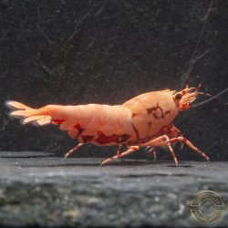 Pink Base Red Boa Caridina Shrimp Elegant & intricate Aquarium Beauty, Shrimp Cove you first place to go for premium shrimp