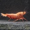 Pink Base Red Boa Caridina Shrimp Elegant & intricate Aquarium Beauty, Shrimp Cove you first place to go for premium shrimp