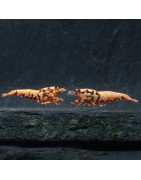 Juvenile