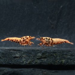 Juvenile