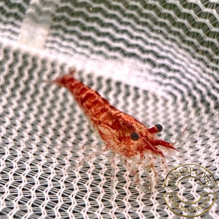 Cherry Shrimp Low Grade