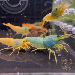 Blue SUPER Steel Caridina Shrimp UK! freshwater Aquarium shrimp. Buy Now at Shrimp Cove here in the UK
