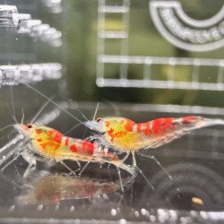 Calceo Bee Red Dragon Trio Caridina shrimp Auction at Shrimp Cove UK