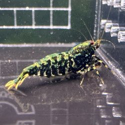 Black Snowflake Caridina shrimp Auction at Shrimp Cove UK