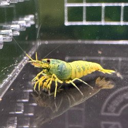 Blue SUPER Steel Caridina Shrimp UK! freshwater Aquarium shrimp. Buy Now at Shrimp Cove here in the UK