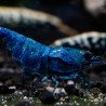 Extreme Blue Bolt Trio Caridina shrimp Auction at Shrimp Cove UK