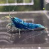 Extreme Blue Bolt Trio Caridina shrimp Auction at Shrimp Cove UK