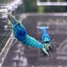 Extreme Blue Bolt Trio Caridina shrimp Auction at Shrimp Cove UK